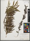 Foto von Salix purpurea L.